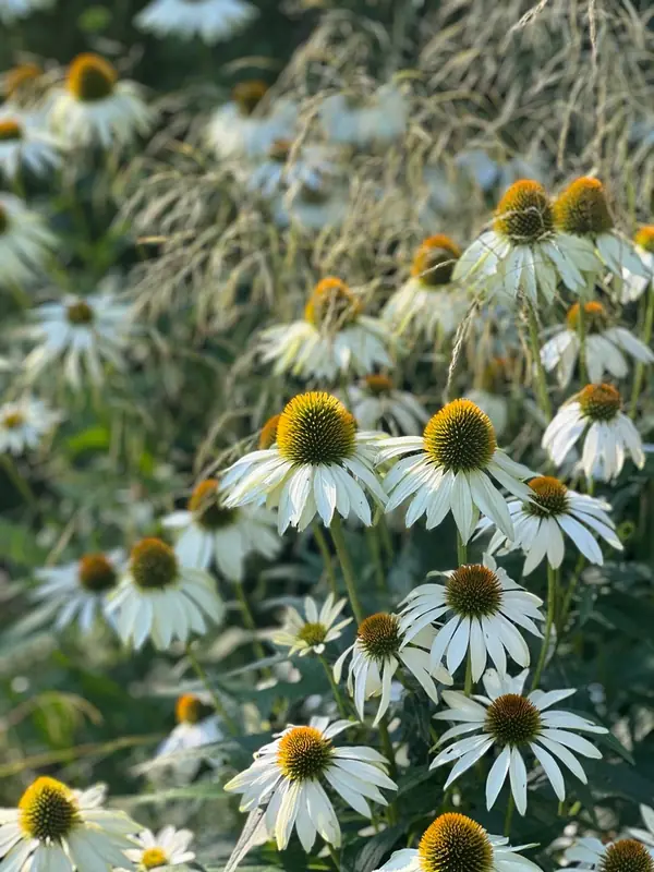 Английская история