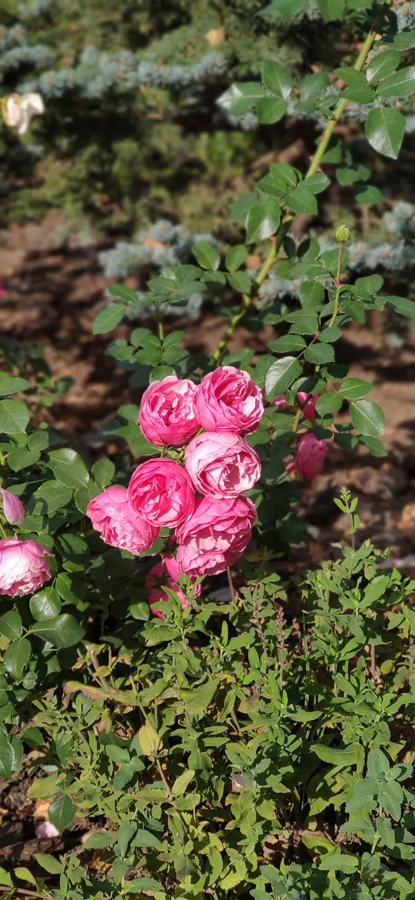 "Мурановские кружева"