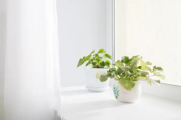 Кухня цвета зеленого яблока