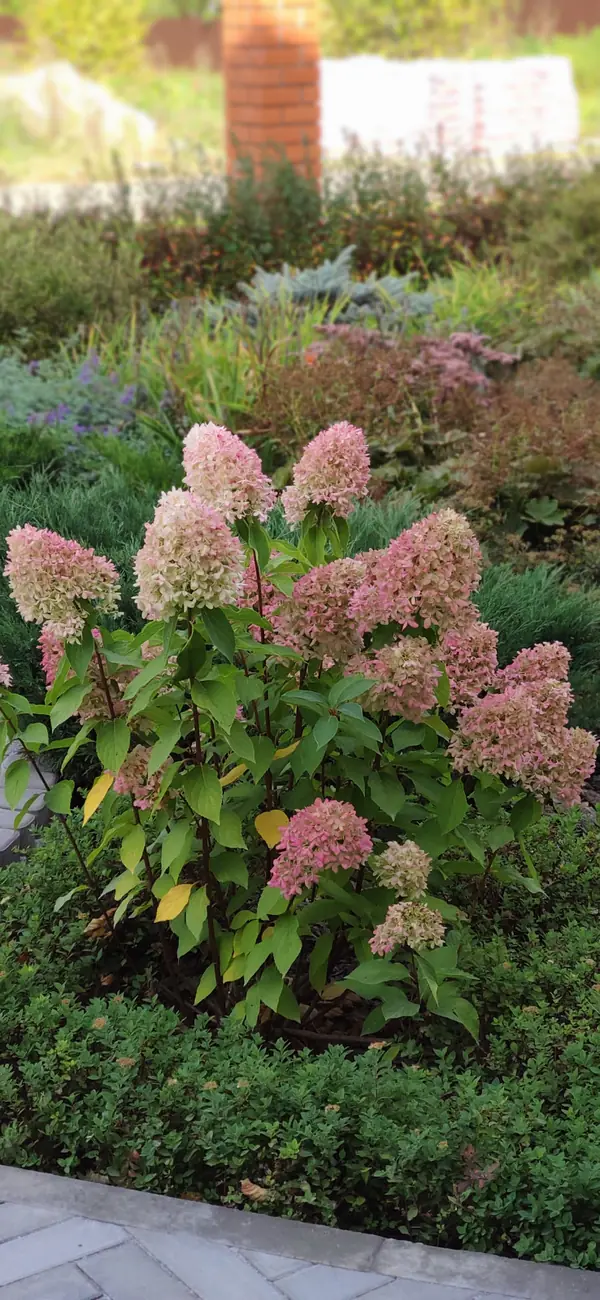 "Мурановские кружева"