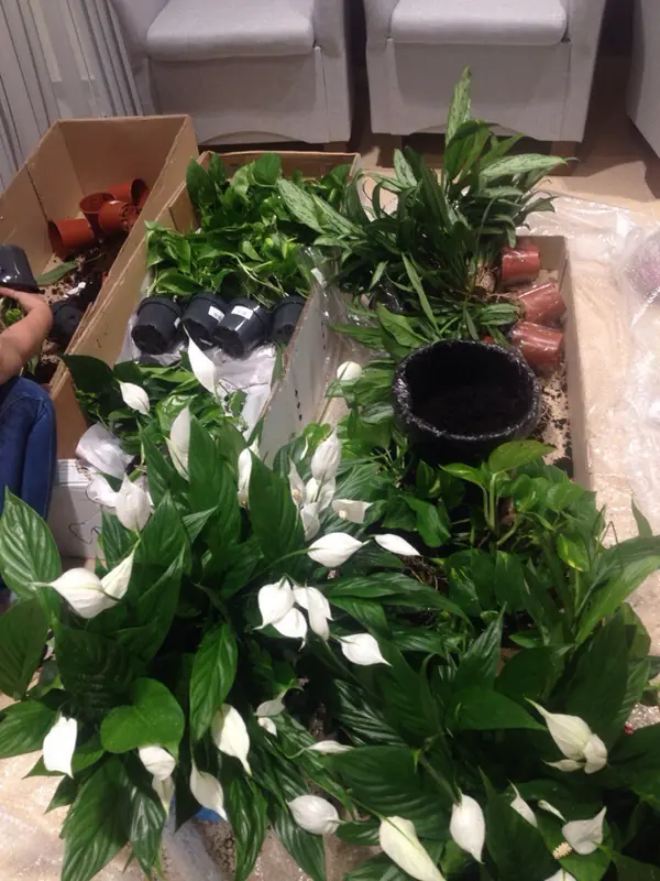 Так рождается красота