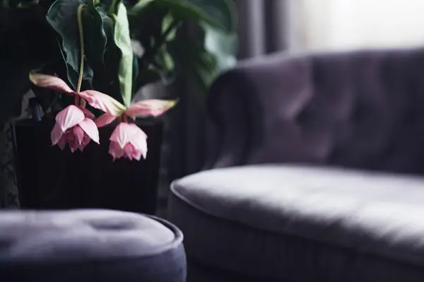 частная квартира в жилом комплексе Доминион