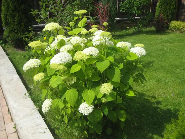 озеленение