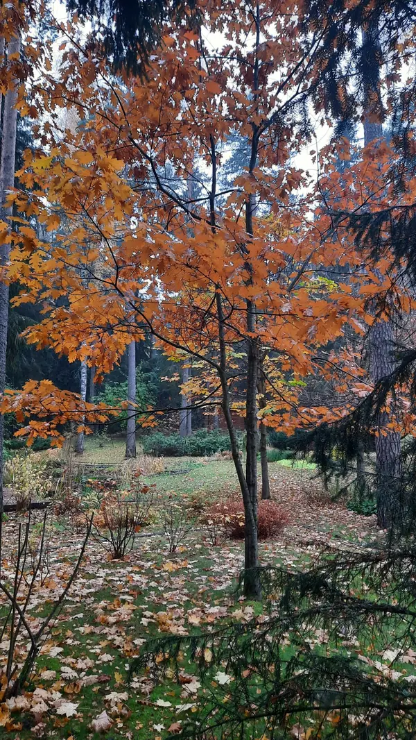Романтический сад в пейзажном стиле