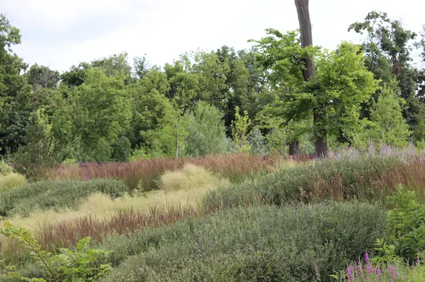 WB Берег пруда (май,июнь)