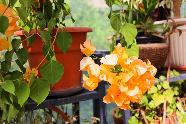 Тарасовка, зимний сад, 2012-2013 гг.