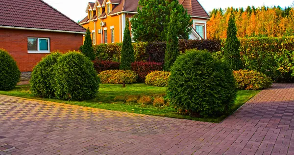 Туи и живая изгородь в партерном цветнике.