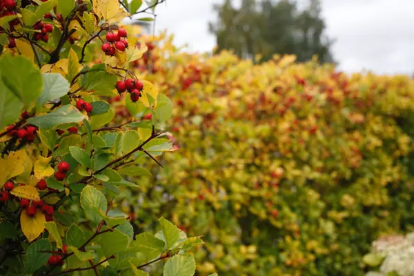 Тихая роскошь