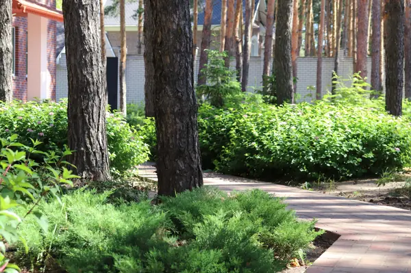 Сад под соснами