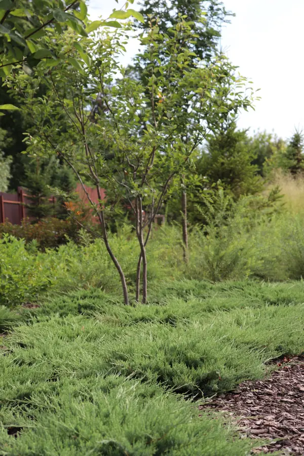 WB Парковая часть