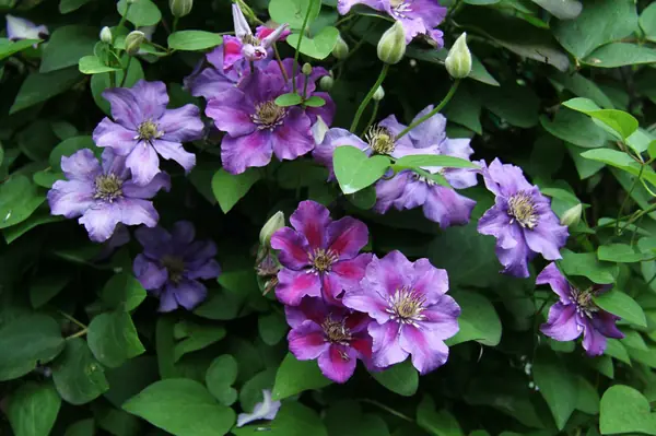 Питомник растений. Многолетние цветы