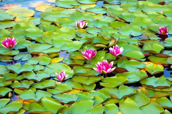 Харламово, 2010-2012 гг.