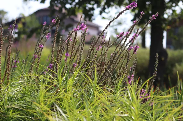 WB Берег пруда (август)