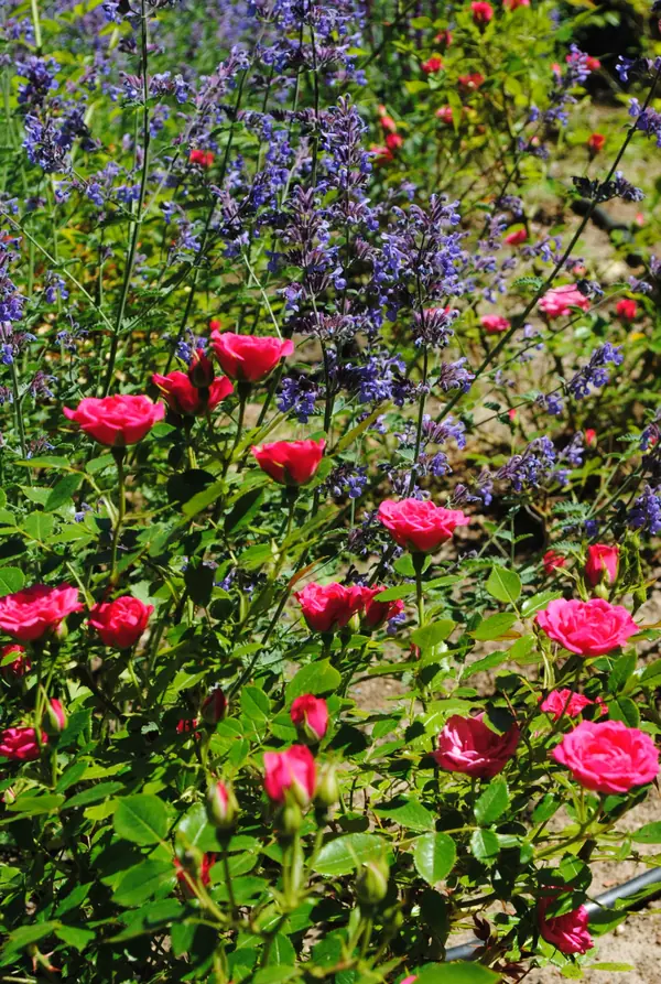 КП Зеленый мыс