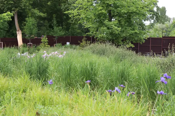 WB Берег пруда (май,июнь)