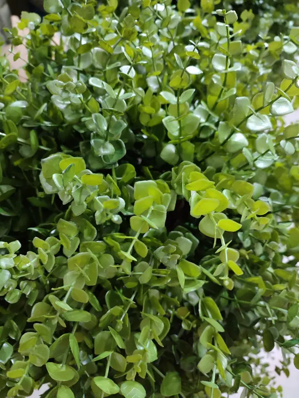 Растения для офисного пространства