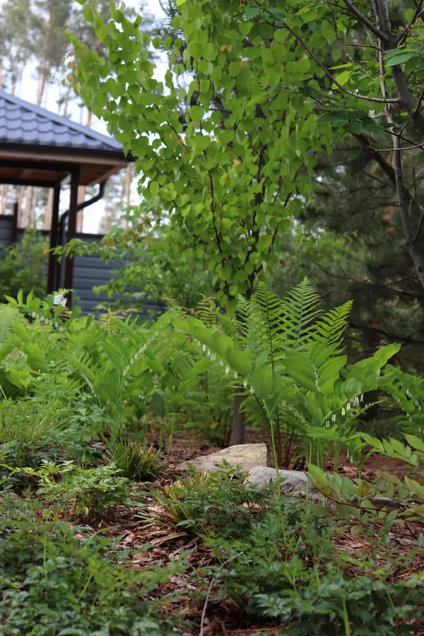 Русский лес