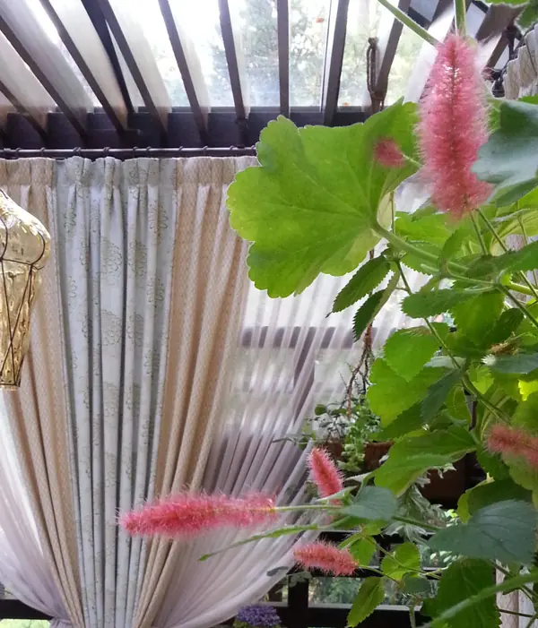 Зимний сад, зона барбекю, беседки: оформление