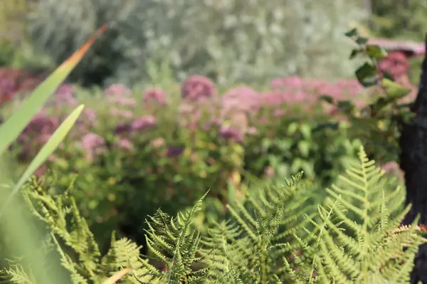 WB Берег пруда (август)