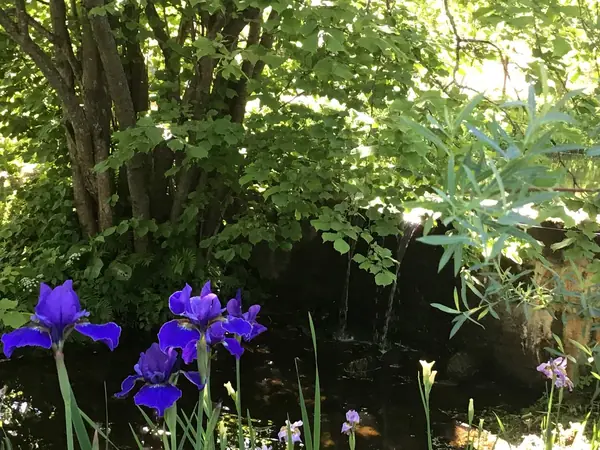 Сад натуралистического стиля