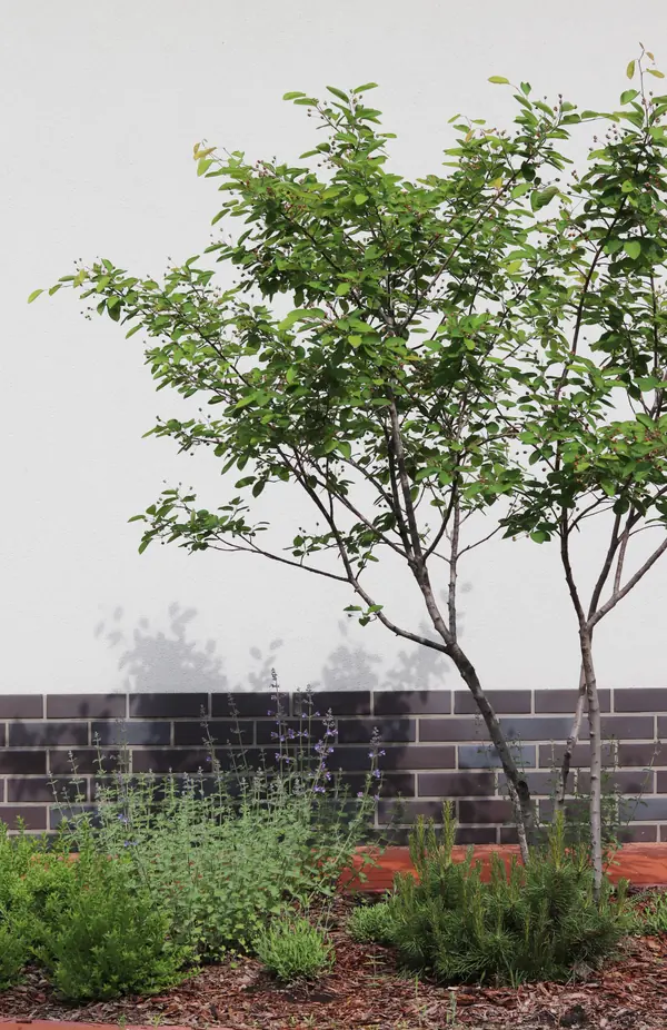 Русский лес