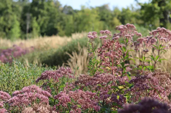 WB Берег пруда (август)