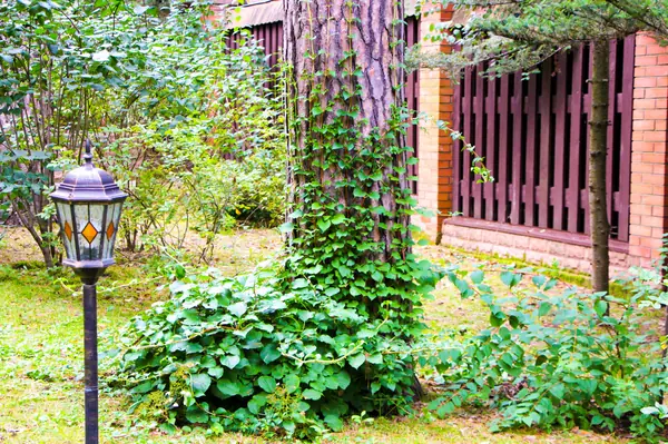 Баковка, 2018 г.