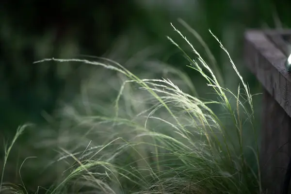 Архитектура природы