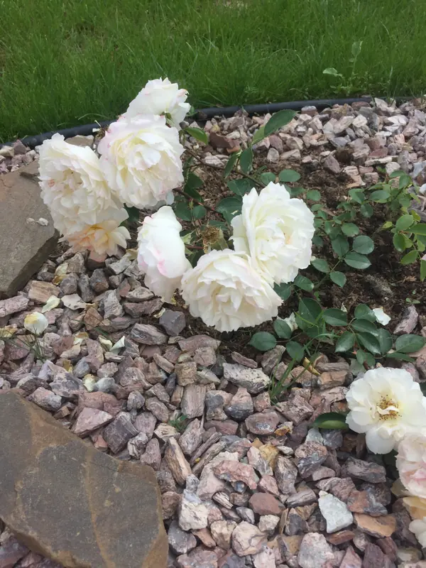 Ландшафтный дизайн участка треугольной формы