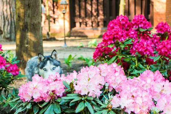 Баковка, 2018 г.