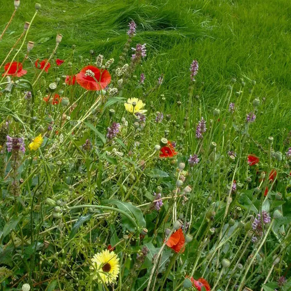 Цветники в природном стиле