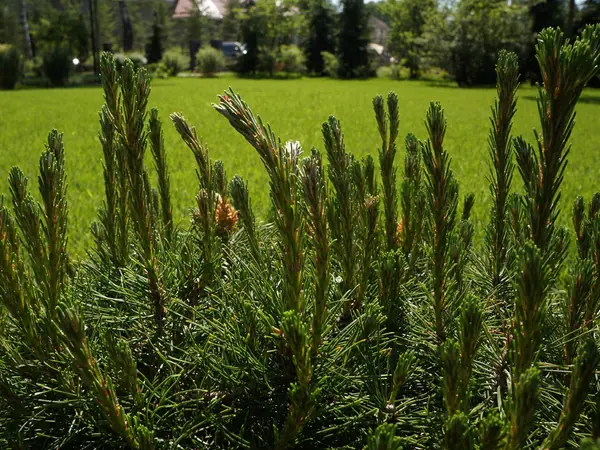 Молодой прирост сосны горной