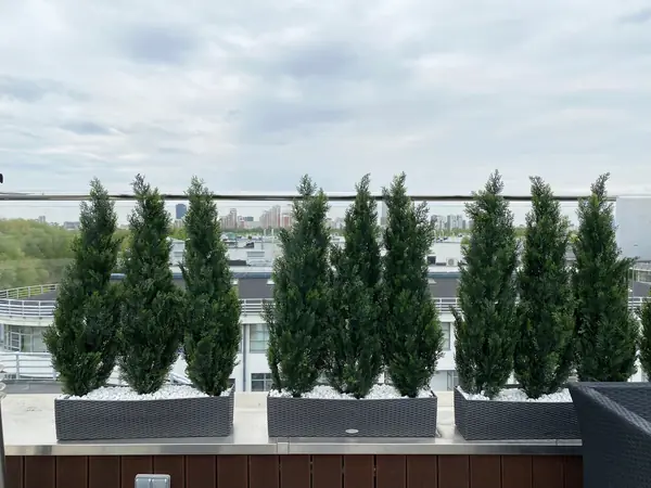 Веранда искусственное озеленение