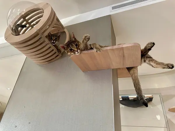 Игровой комплекс для кошек серии SOLID