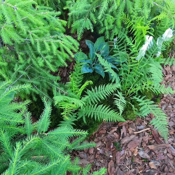 Выставочный сад Фестиваль Зелёная Комната в Калининграде "Другой сад"