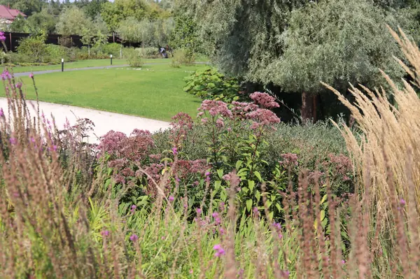 WB Берег пруда (август)