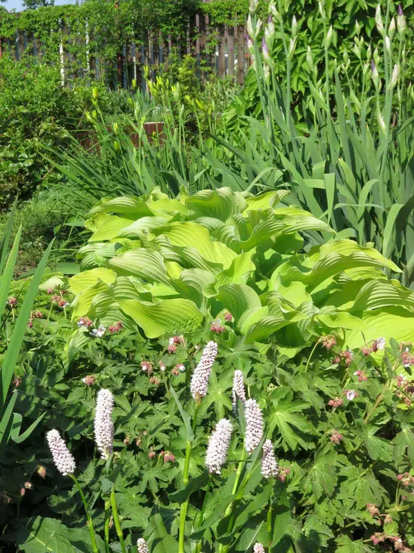 ТЕПЛЫШКО МОЕ. ВЕСНА.