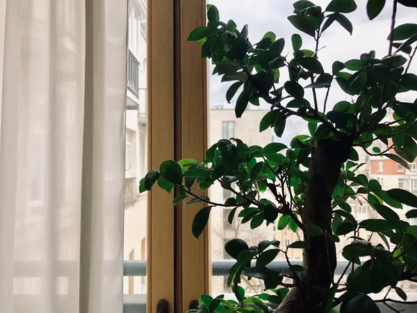 Пент Хаус 240 кв.м.