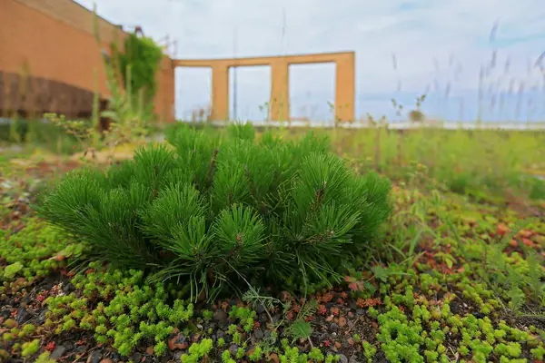 Сад на крыше