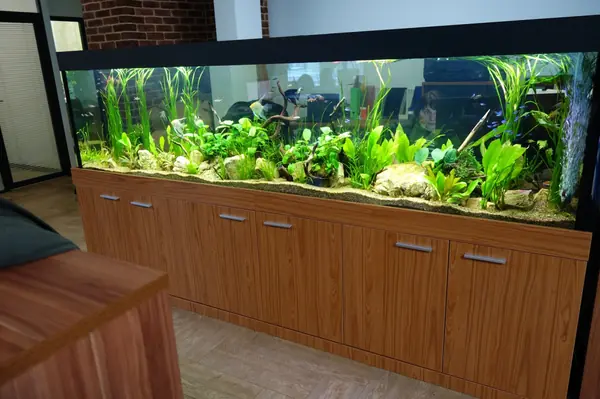 Природный аквариум