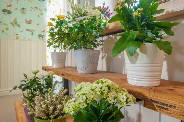 Проект для ТВ-Программы "Фазенда"