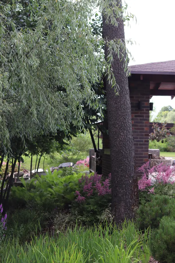 WB Берег пруда (май,июнь)