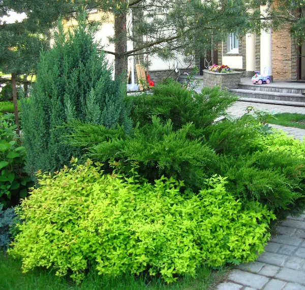 Хвойная композиция