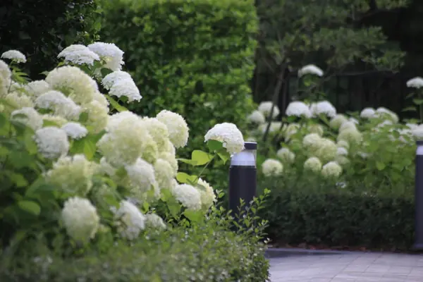 Тихая роскошь