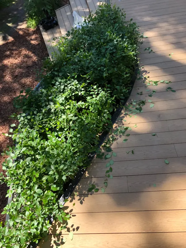 Необычная веранда (и терраса) к Необычному Дому (проект "Фазенда-лайф")