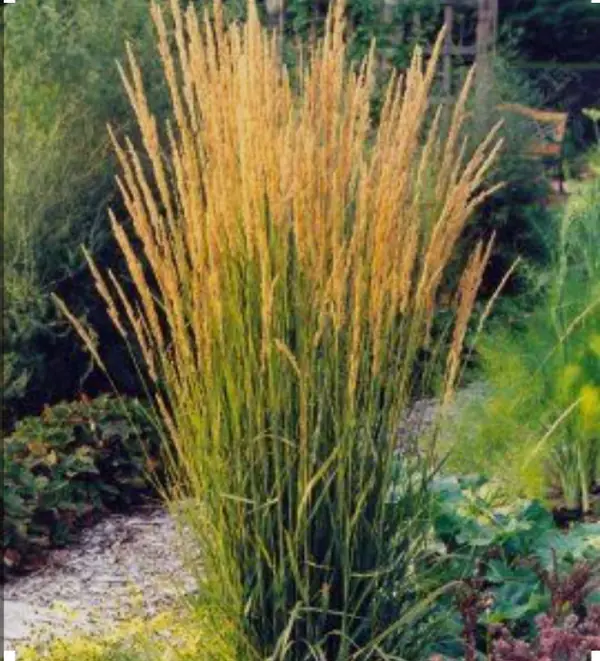 Злаки в саду