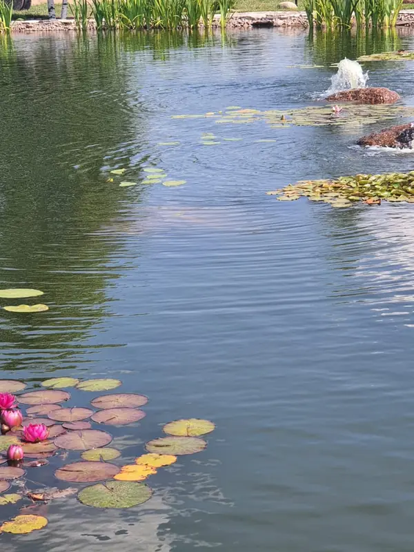 Декоративный водоём в п. Репино (Лен. обл.)