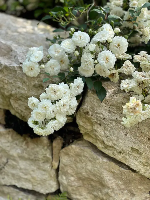 Английская история