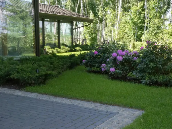 Можжевельники и рододендроны