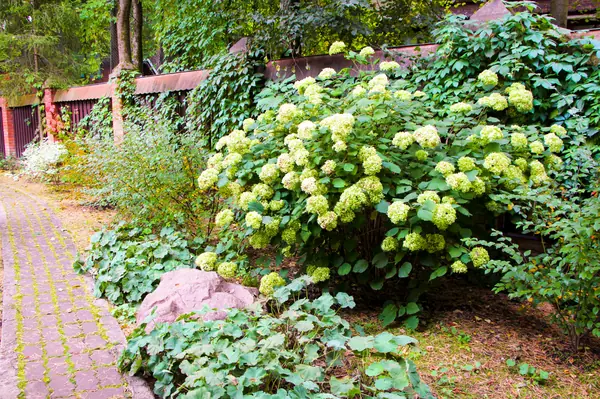 Баковка, 2018 г.